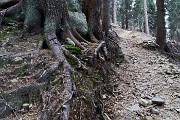 21 Passaggio nell'abetaia